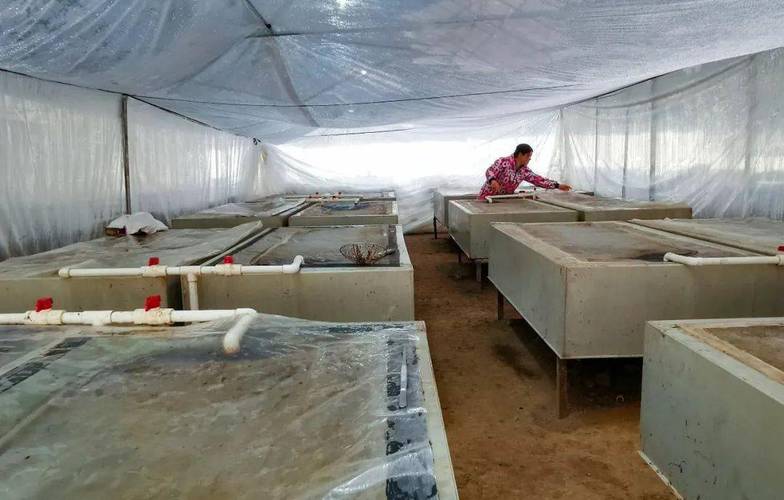 辽宁哪里有水蛭养殖前景,东北水蛭养殖基地地址?