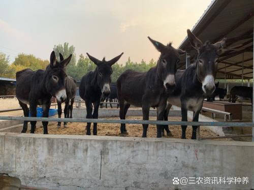 驴产地是哪里产的,驴子产地