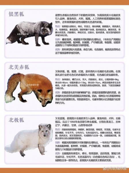 貉子养殖喂什么,貉子饲养管理与配种?