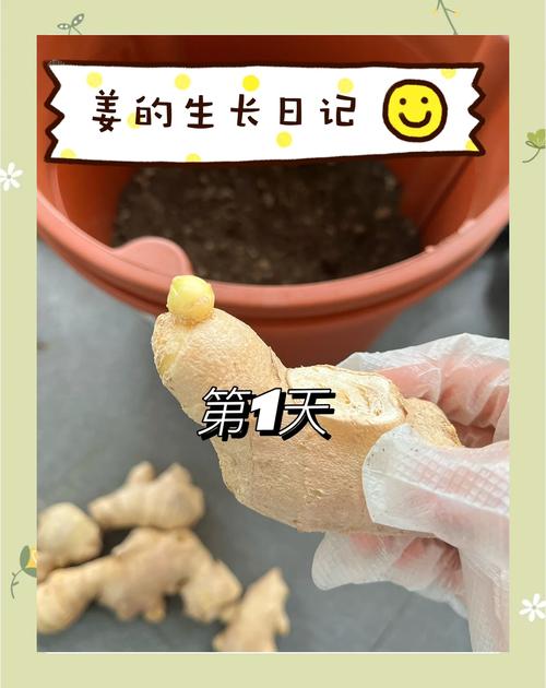 怎么种植姜,怎么种植姜花?