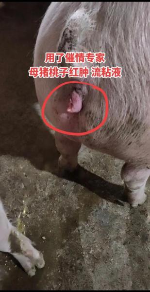 种母猪怎么与种公猪配对,种猪如何配母猪?