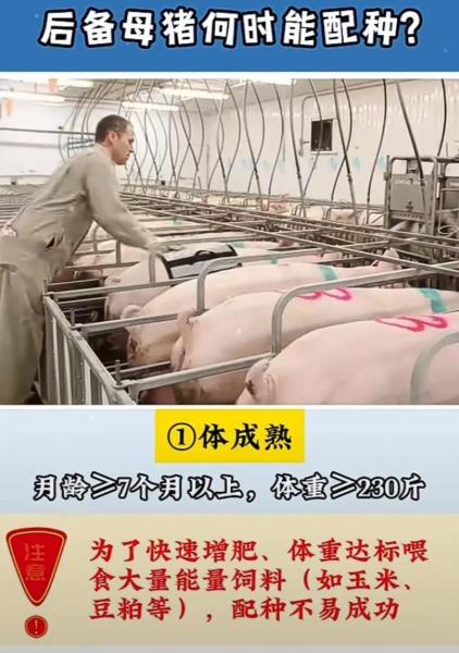 种母猪怎么与种公猪配对,种猪如何配母猪?
