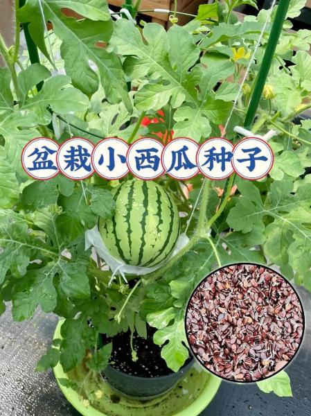 西瓜种植管理方法?西瓜种植的管理?