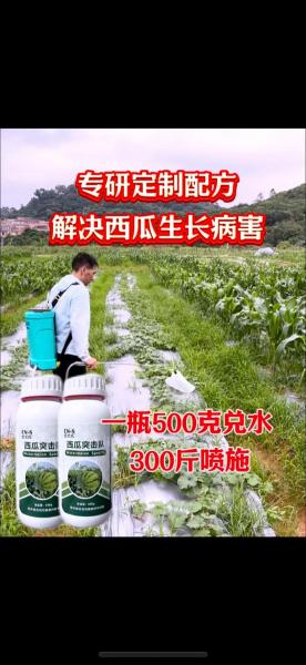 西瓜种植管理方法?西瓜种植的管理?