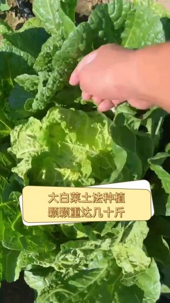 白菜怎么种植,白菜怎么种植方法视频?