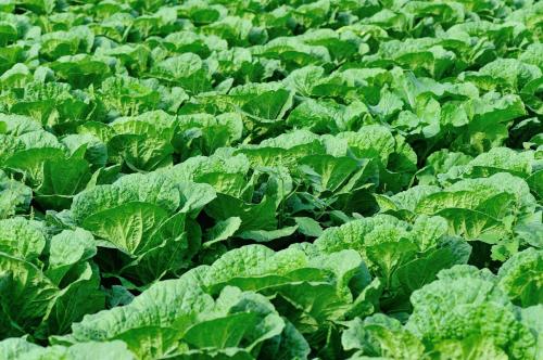 白菜怎么种植,白菜怎么种植方法视频?