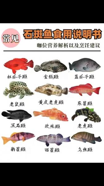 石斑鱼最新市场价格走势?石斑鱼国内价格?