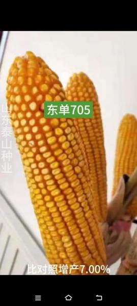 玉米种子最好有哪几种?玉米种子哪个最好?