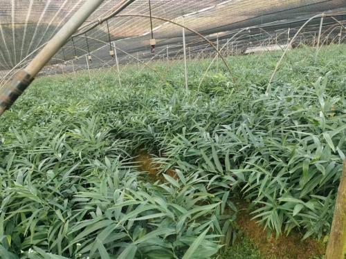 黄精种植最简单方法