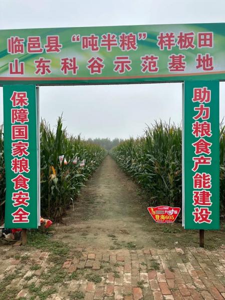 10个最好玉米品种,10个最好玉米品种登海605