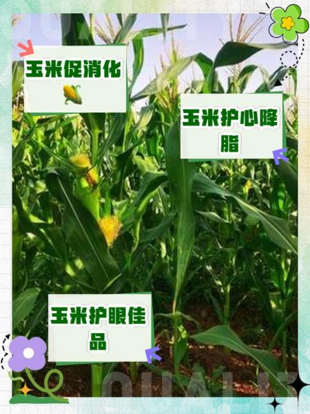 玉米最新消息?fszw28玉米最新消息?
