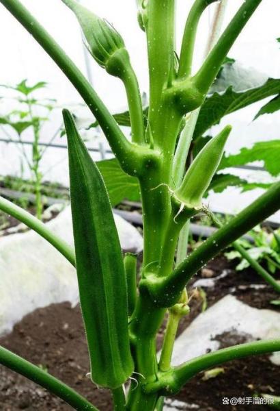 黄秋葵种植时间和方法，黄秋葵种植效益怎么样？