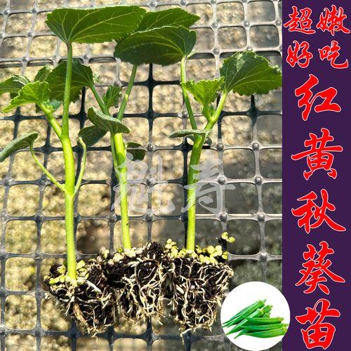 黄秋葵种植时间和方法,黄秋葵种植效益怎么样?