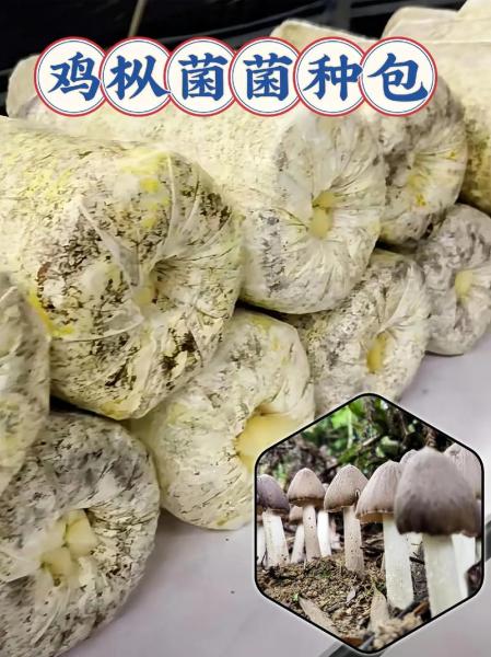 蘑菇种植菌包如何使用,种完蘑菇的菌包用于种菜如何??