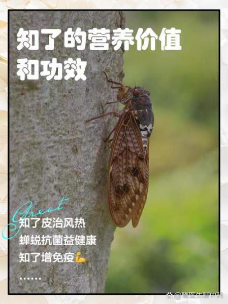 怎么种植知了猴?怎样种植知了猴?