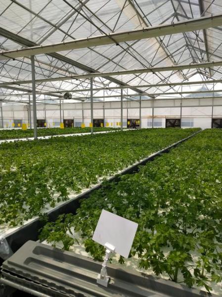 水培蔬菜怎么种植家用,水培蔬菜栽培实用技术