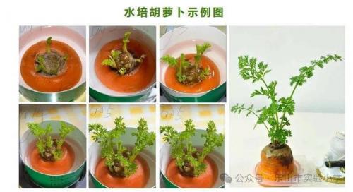 水培蔬菜怎么种植家用,水培蔬菜栽培实用技术