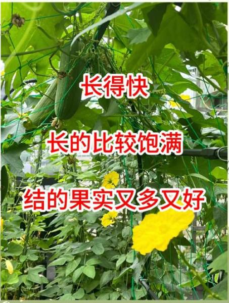 丝瓜种植怎样管理才能结瓜多,丝瓜怎么种植才能出苗?