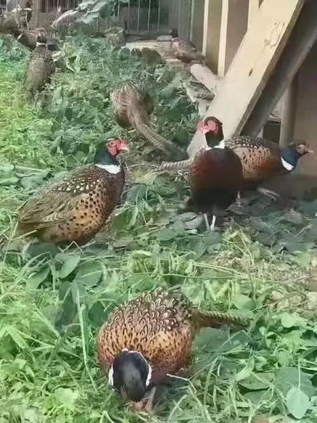 七彩山鸡的价值,七彩山鸡的价值是多少