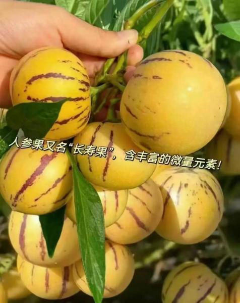 人参果的种植时间及方法,人参果的种植时间与管理技术