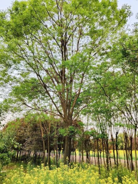 出售国槐挂哪?国槐花哪里有卖?