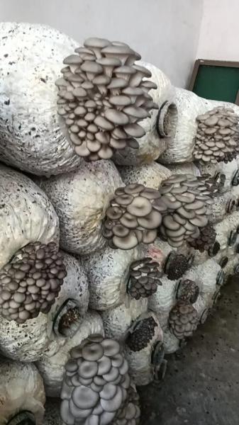 种植平菇的方法,种植平菇的方法与视频