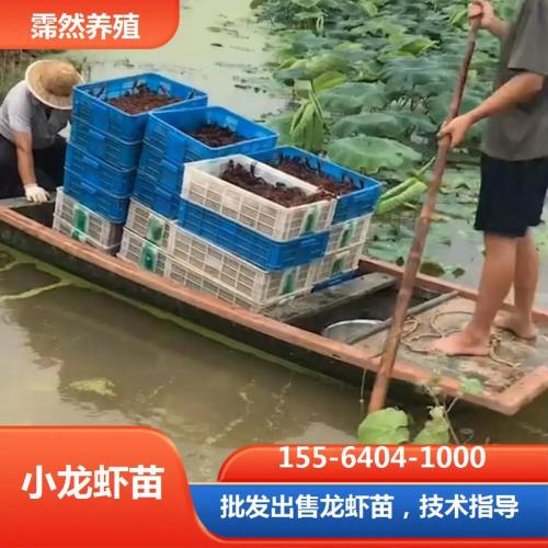 龙虾养殖基地脏吗，龙虾养殖基地图？