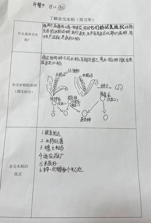 杂交水稻是什么生物技术原理?杂交水稻是啥东西?