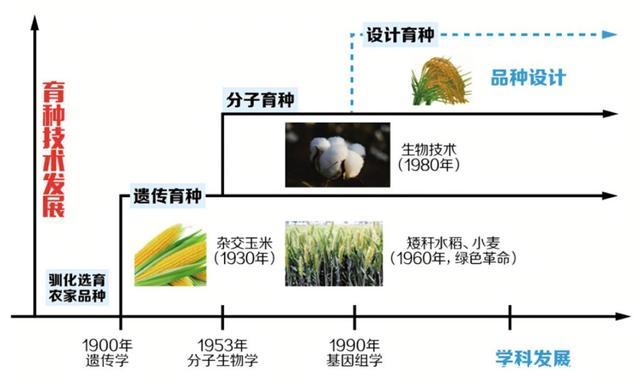 杂交水稻是什么生物技术原理?杂交水稻是啥东西?