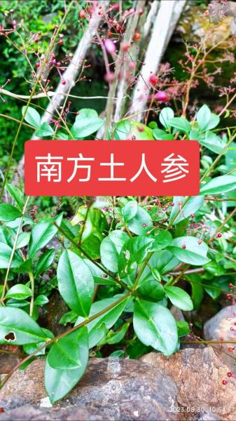 种植什么喂猪最好,种植什么喂猪最好呢?