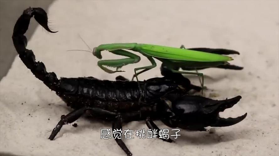 野生蝎子能养吗?野生蝎子能养吗视频?