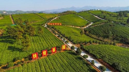 山区适合种植什么产业,山区适合种植什么产业呢