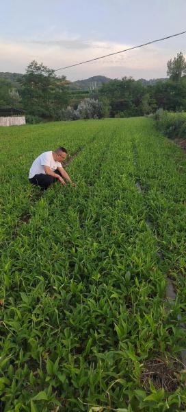 半夏种植条件和方法?半夏种植条件和方法视频?