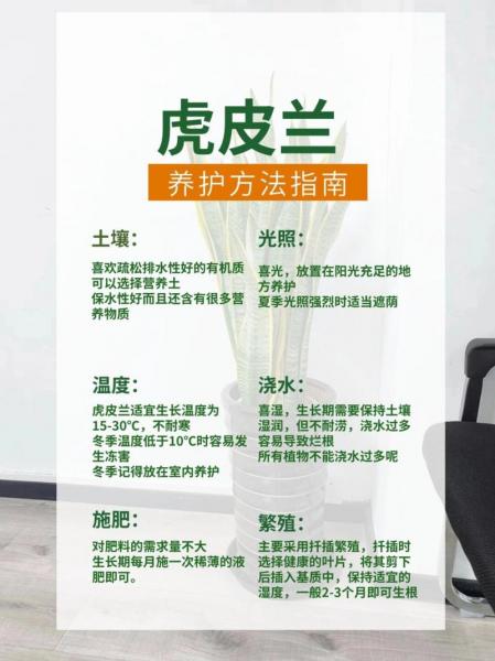 虎皮兰的种植方法和技巧?虎皮兰花的种植方法?