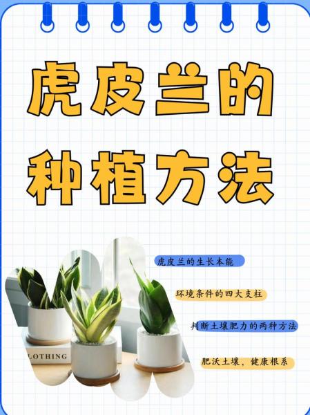 虎皮兰的种植方法和技巧?虎皮兰花的种植方法?
