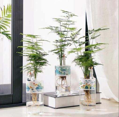 水培文竹的养殖方法,水培文竹的方法大全 5种方法图文详解