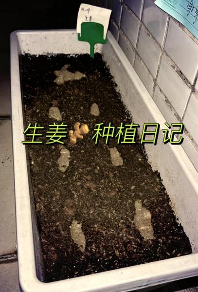 家庭生姜的种植方法,家庭生姜的种植方法视频?