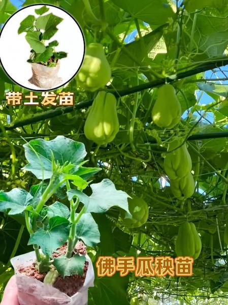 佛手瓜种植哪头朝下?佛手瓜怎么种植大头朝下还是朝上?