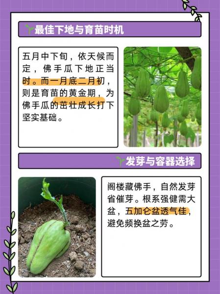 佛手瓜种植哪头朝下?佛手瓜怎么种植大头朝下还是朝上?