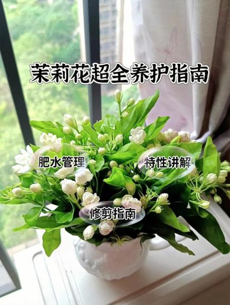 如何养茉莉的养殖方法和注意事项,如何养殖茉莉花?