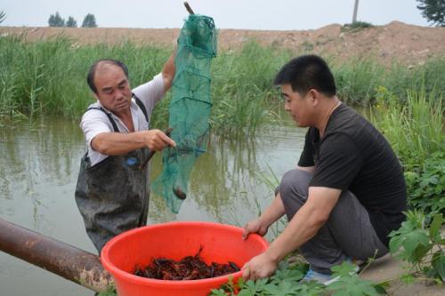 龙虾养殖喂什么最好?养殖龙虾需要喂什么?