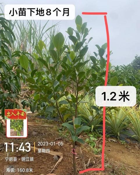 菠萝蜜种植几年能结果?菠萝蜜栽几年可以结果?