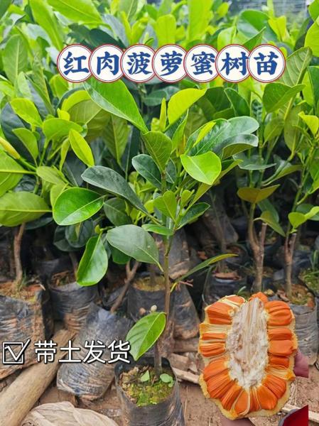 菠萝蜜种植几年能结果?菠萝蜜栽几年可以结果?