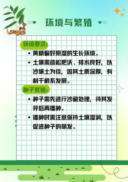 黄精种植方法与流程