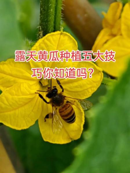 露天黄瓜的种植方法?露天黄瓜施肥时间及方法?