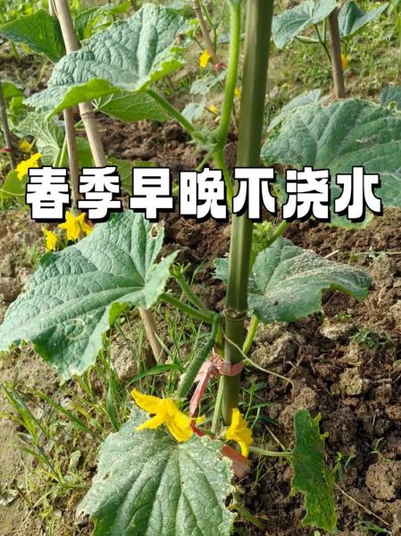 露天黄瓜的种植方法?露天黄瓜施肥时间及方法?