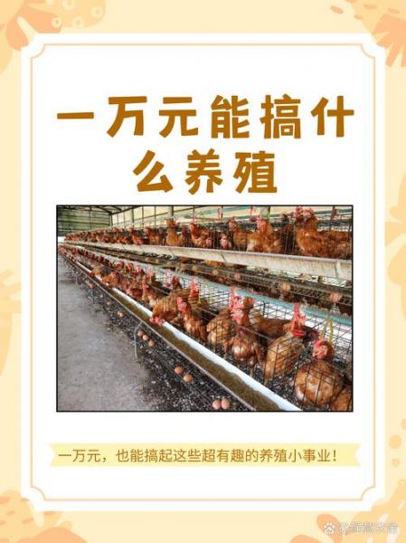 养殖业什么最好养最稳定，穷人养殖业什么最稳