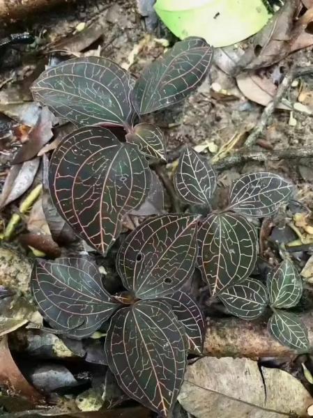 金线莲种植条件,金线莲种植注意事项?
