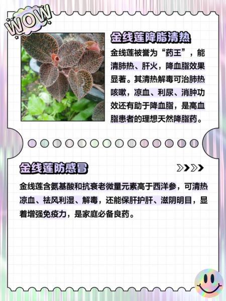 金线莲种植条件,金线莲种植注意事项?