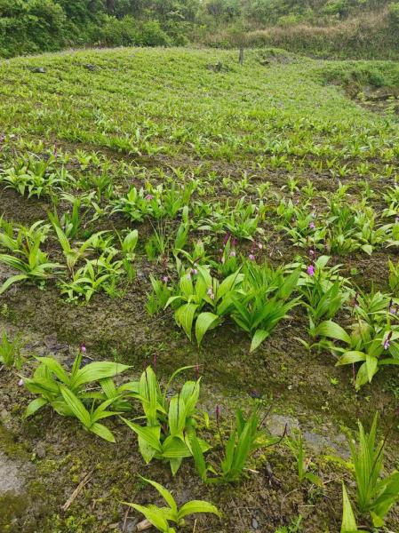 白芨怎么种植方法如下,白芨怎么种植?